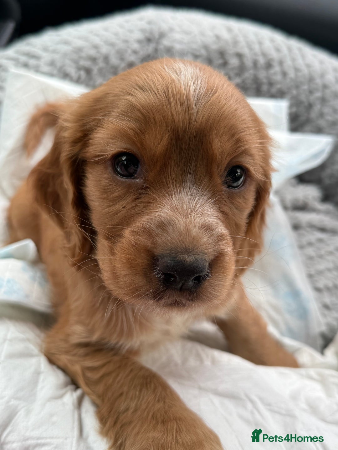 Cocker Spaniel dogs for sale: Female cocker spaniel - Advert 1