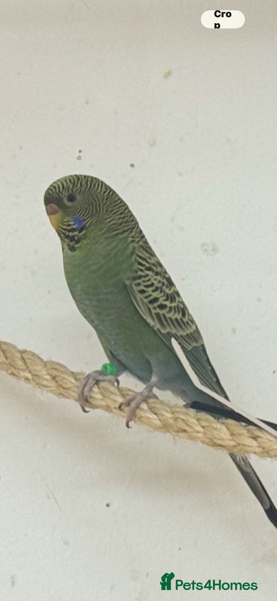 Budgerigars birds Budgie b/f b/w - Advert 7
