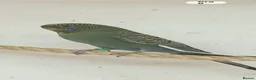 Budgerigars birds for sale: Budgie b/f b/w - Advert 1