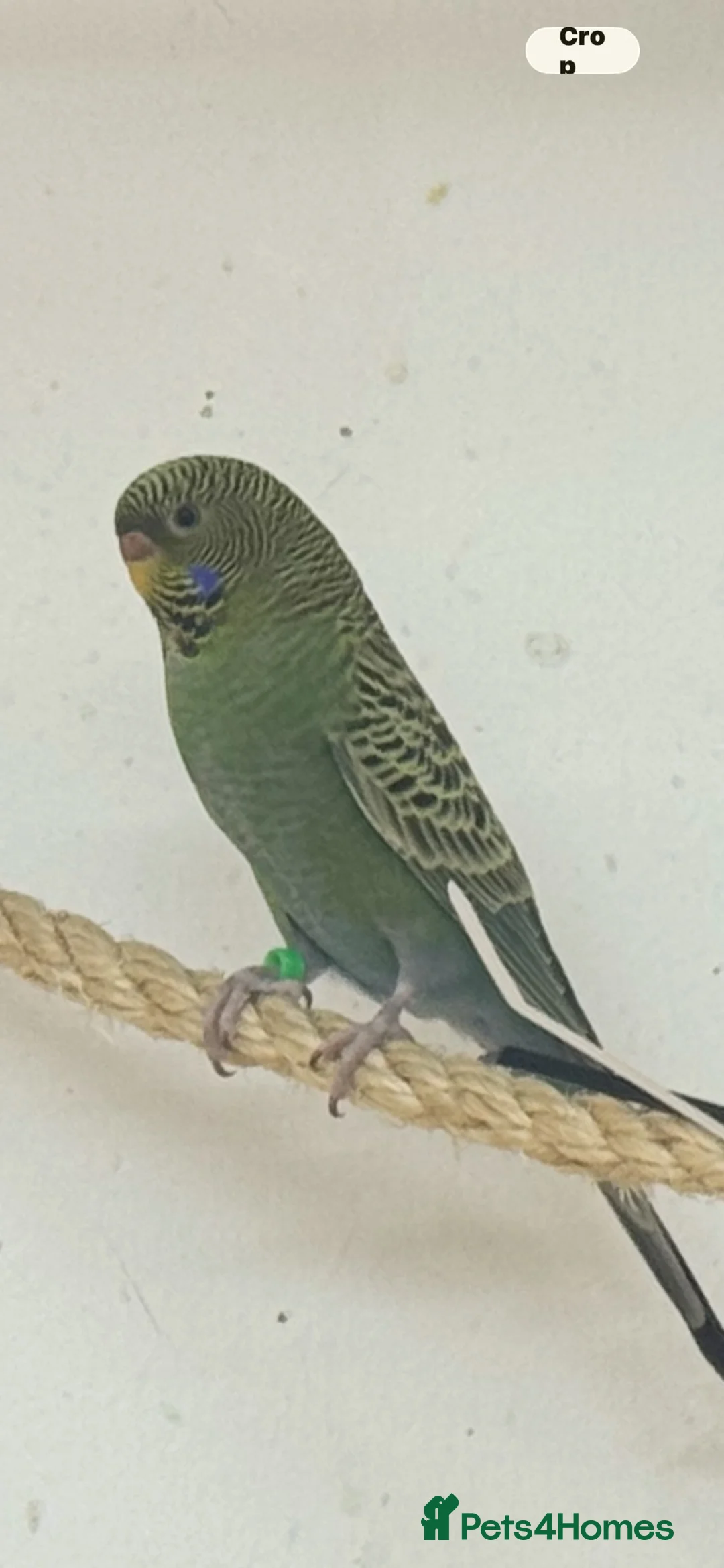 Budgerigars birds for sale: Budgie b/f b/w - Advert 1