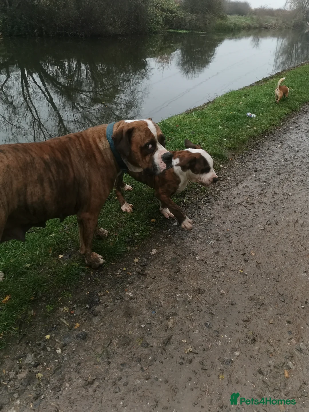 Mixed Breed dogs for sale: American bulldog mastiff cross puppies for sale - Advert 2