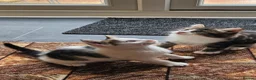British Longhair cats for sale: Kittens  - Advert 4