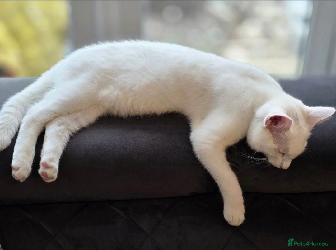 Khao Manee cats for sale: Khao Manee kitten 🐱 - Advert 5