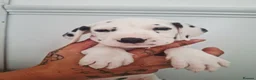 Dalmatian dogs for sale: Dalmatian pups - Advert 5