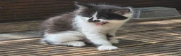 Mixed Breed cats for sale: Cute kittens for sale (NEED GONE ASAP) - Advert 10