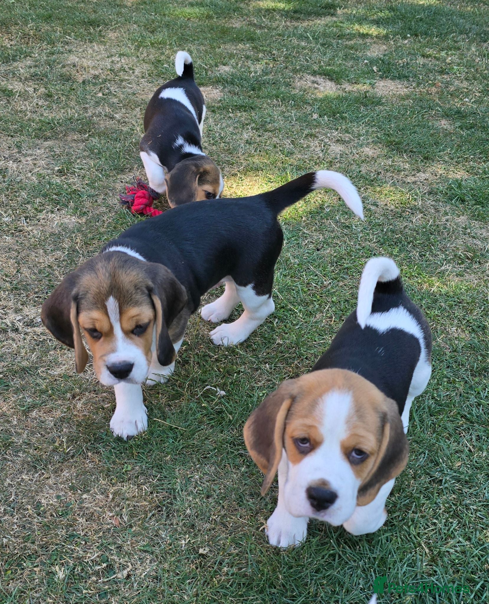Beagle dogs Six Gorgeous KC Reg Pups- Champion Bloodline - Advert 2