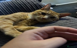 Mixed Breed cats for sale: Male ginger cat  - Image 20