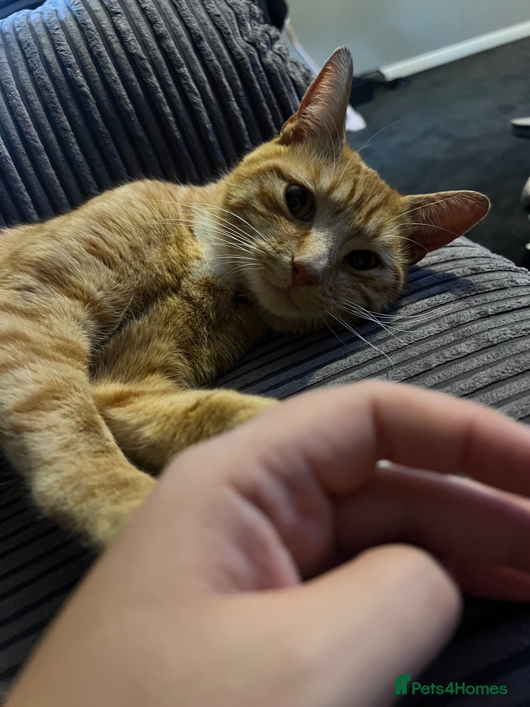Mixed Breed cats for sale: Male ginger cat  - Image 20