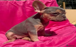 French Bulldog dogs for sale: 🔥READY TODAY Quality KC French Bulldog Puppies✨🔥 - Image 12