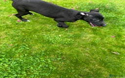 Mixed Breed dogs for sale: Collie saluki whippet puppies  - Image 25