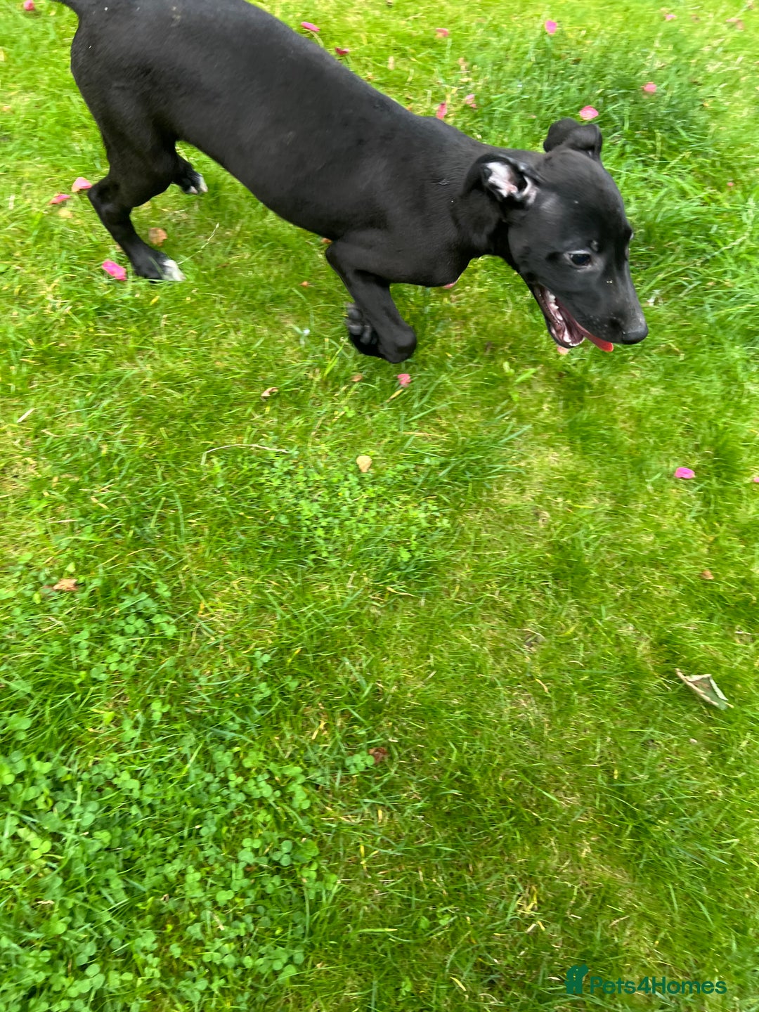 Mixed Breed dogs for sale: Collie saluki whippet puppies  - Image 25