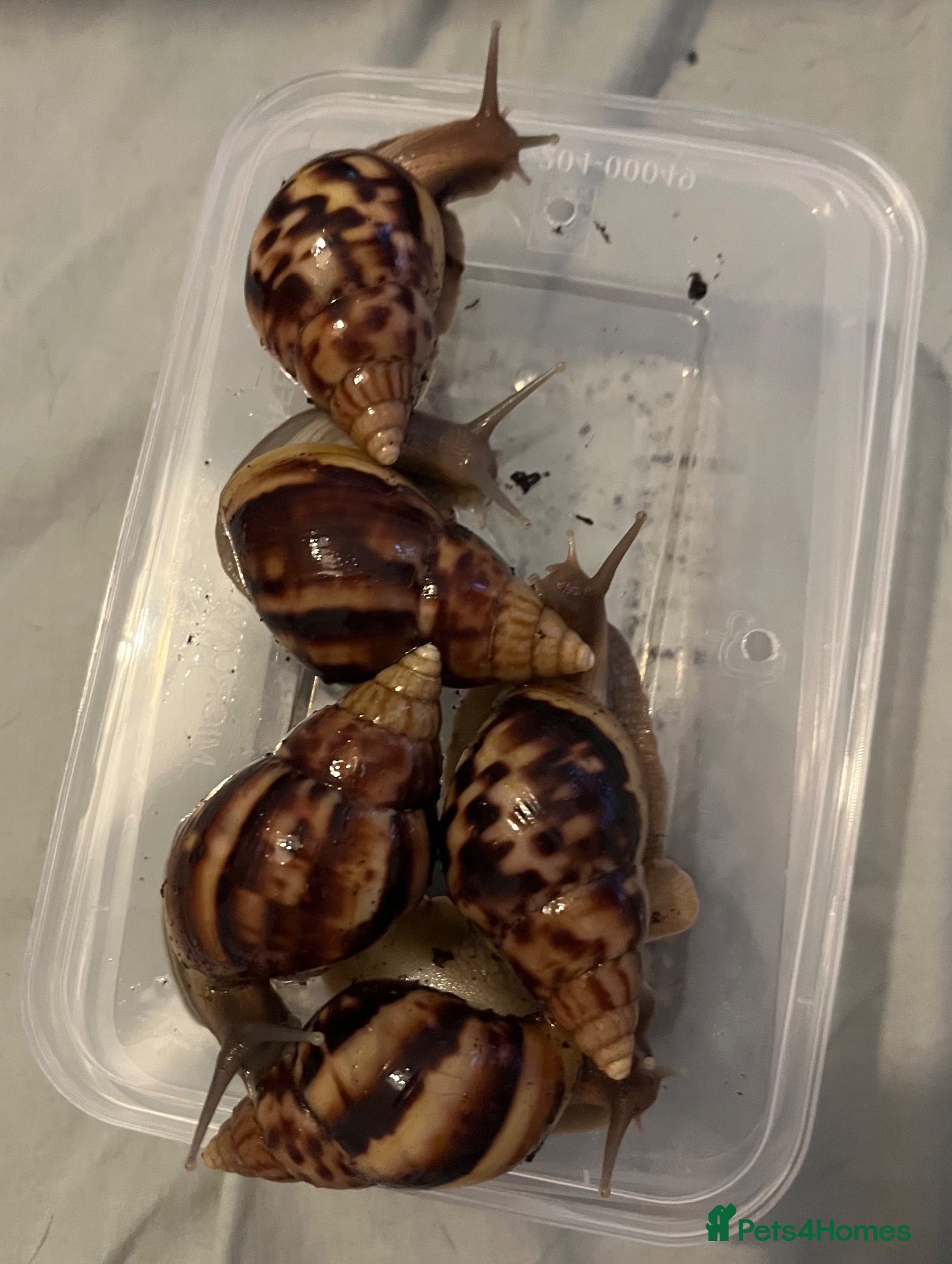 Snails invertebrates Lissachatina fulica G.A.L.S (COLLECTION ONLY) - Advert 24