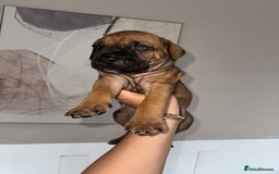 Cane Corso dogs for sale: Pure breed cane corso  - Image 21