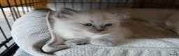 Ragdoll cats for sale: GCCF Ragdoll kittens available 28th June.  - Advert 4