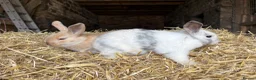 Mini Lop rabbits for sale: 🐰 Adorable Mini Lop Baby Rabbits 🐰 - Advert 7