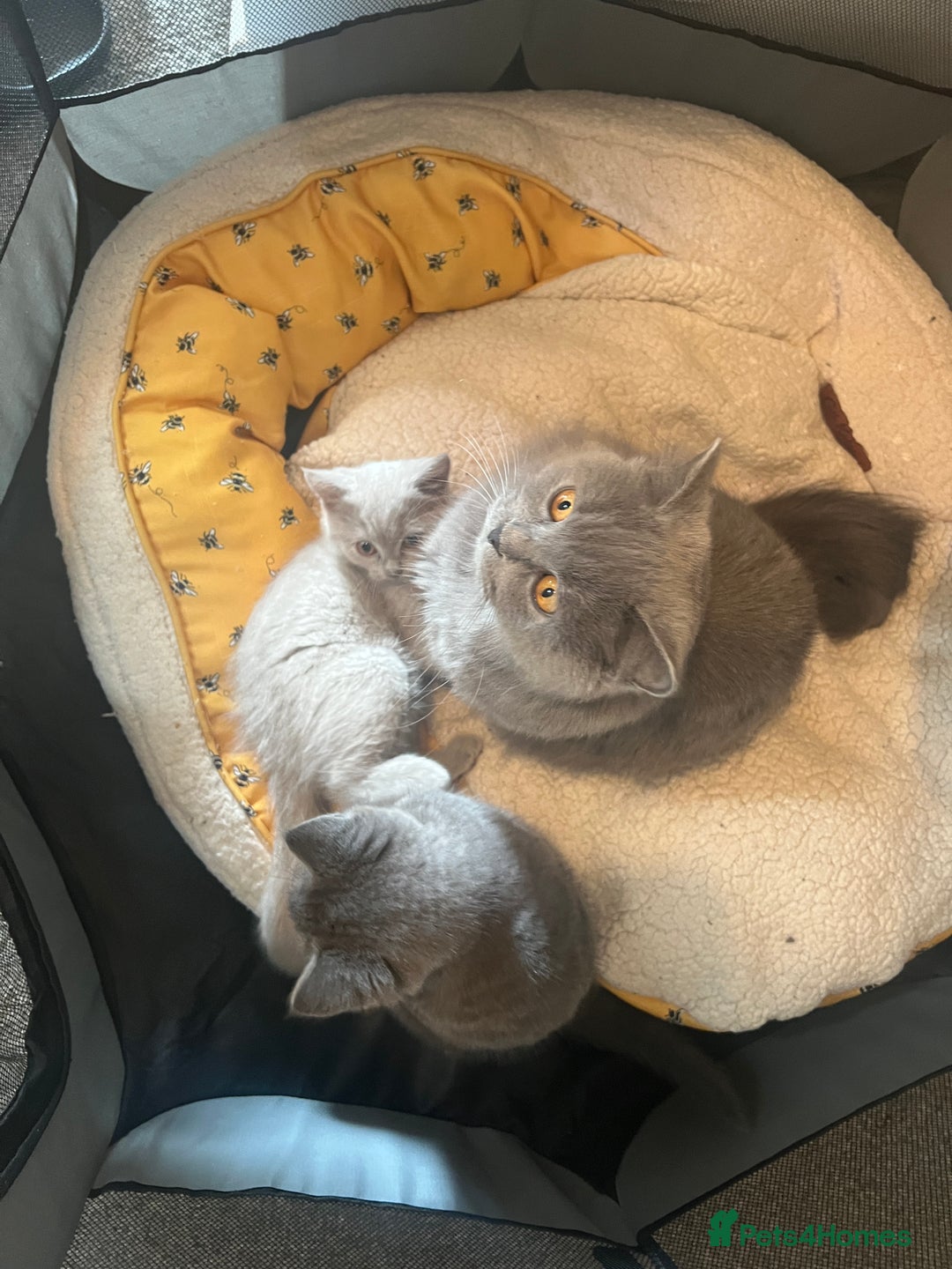 British Shorthair cats for sale: British shorthair - Image 8