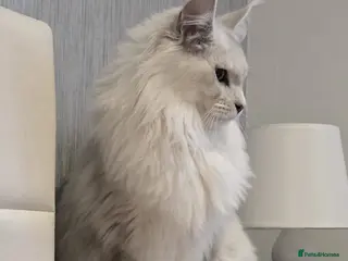 Maine Coon cats RARELY LION KING - Advert 7