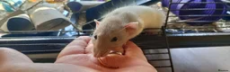 Rat rodents for sale: 3 Male rats plus cage, food and bedding etc in Cheltenham - Advert 6