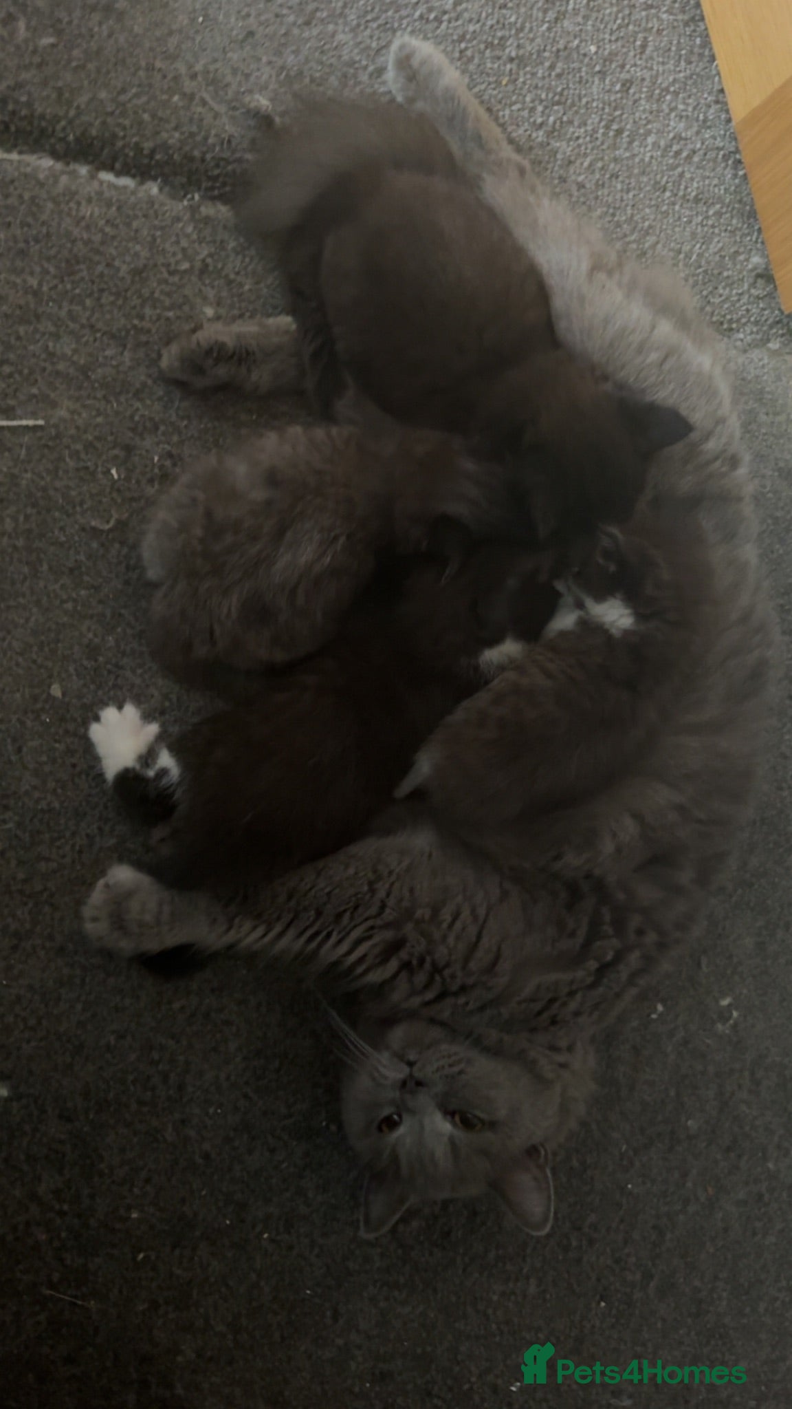 British Shorthair cats Gorgeous British Shorthair Cross Kittens - Advert 1