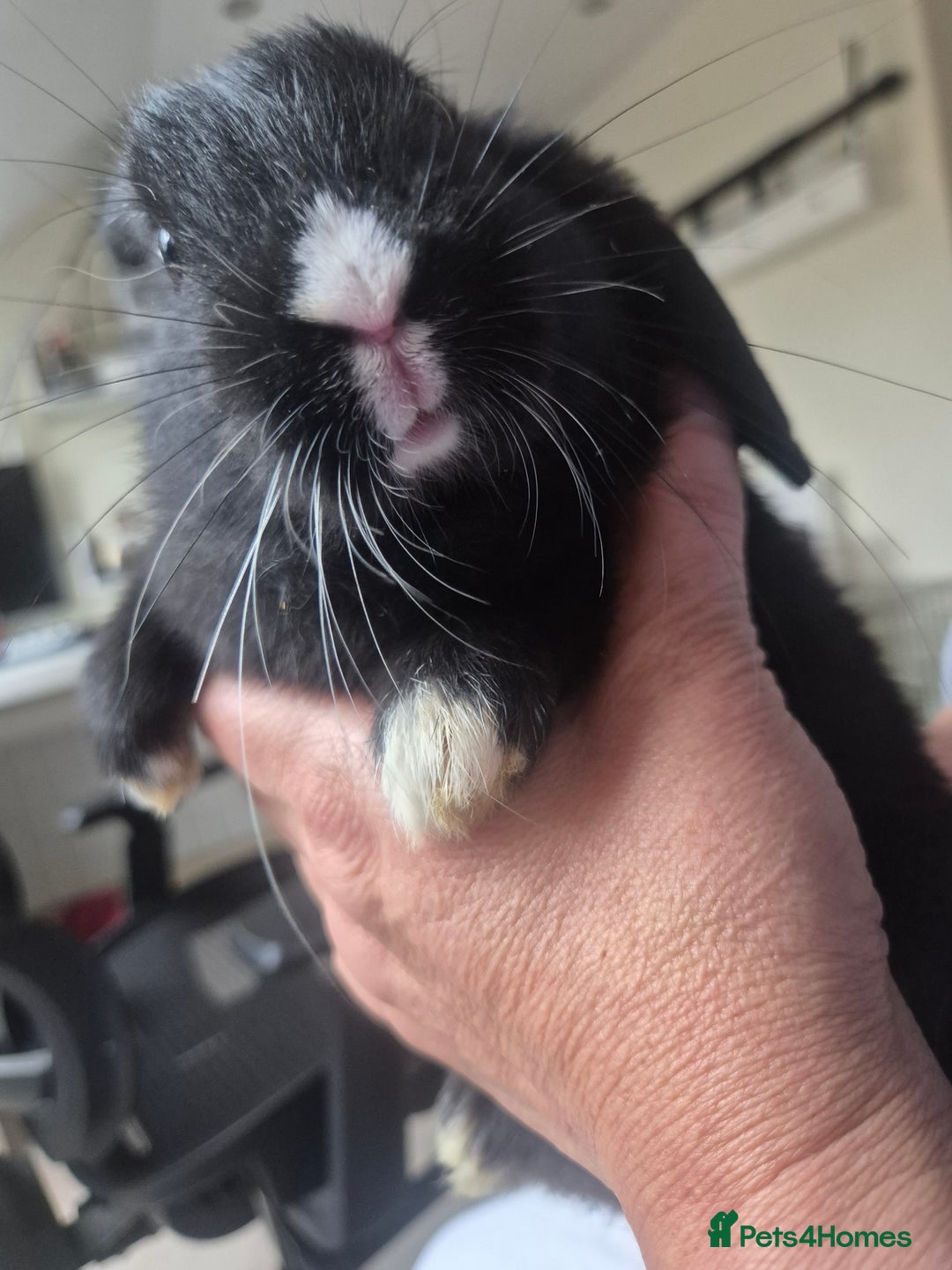 Mini Lop rabbits for sale: 5 Black and White Dutch x Mini Lop Babies - Advert 9