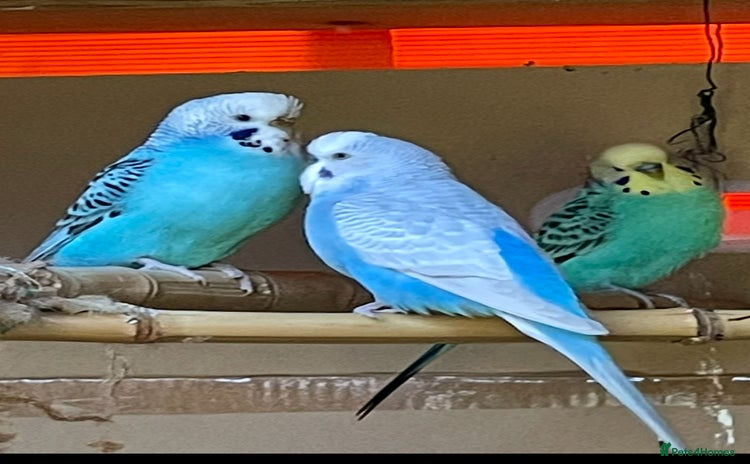 Budgerigars birds - Advert 2