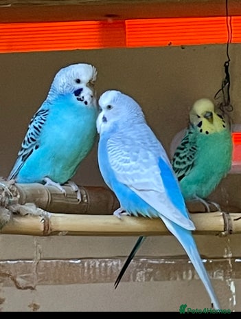 Budgerigars birds - Advert 1