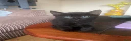 Domestic Shorthair cats for sale: 2 fully black and 3 tuxedo kittens  in Rugby - Advert 3
