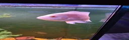 Cichlids fish for sale: ElectricDempsey X3,bichir,catfish,pleco,Oscar,barb - Advert 5