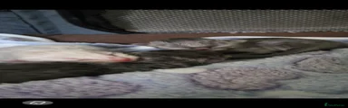 Ragdoll 2
