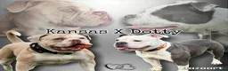 Old Tyme Bulldog dogs for sale: Old tyme English bulldog puppies NEBBR registered in Canterbury - Advert 2