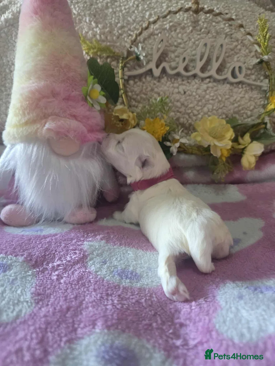 Maltese dogs for sale: Show quality Maltese  - Advert 7