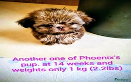 Shih Tzu dogs for stud: Handsome 2.2kgs boy Proven STUD Imperial ShihTzu - Advert 7