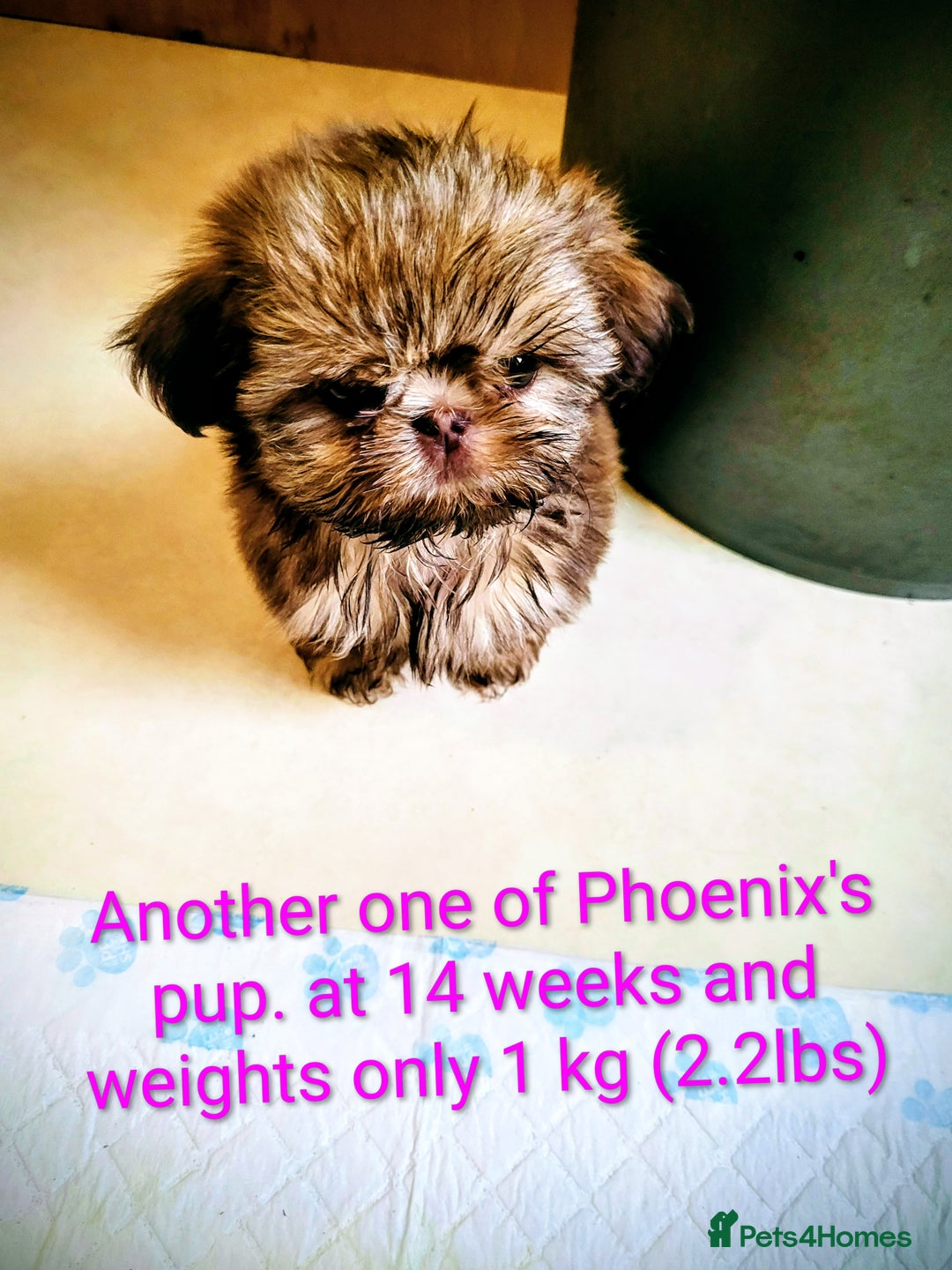 Shih Tzu dogs for stud: Handsome 2.2kgs boy Proven STUD Imperial ShihTzu - Advert 7