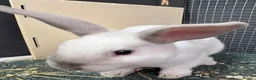Rex rabbits for sale: Rex x Netherland dwarf  - Advert 5