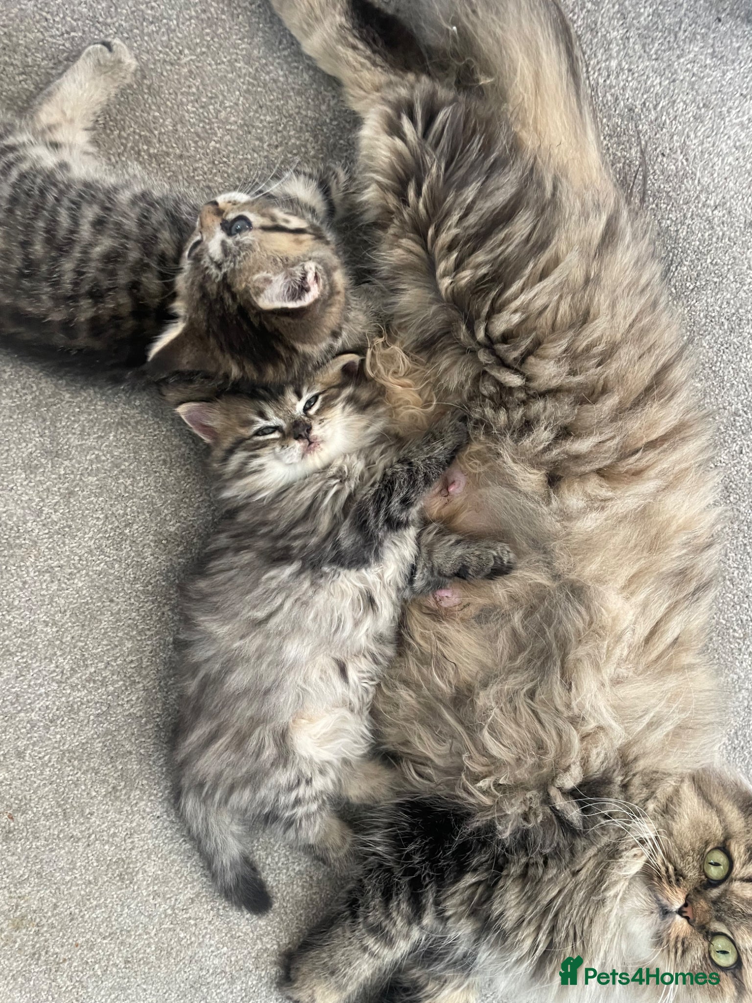 Mixed Breed cats Adorable Persian-X kittens for sale  - Advert 1