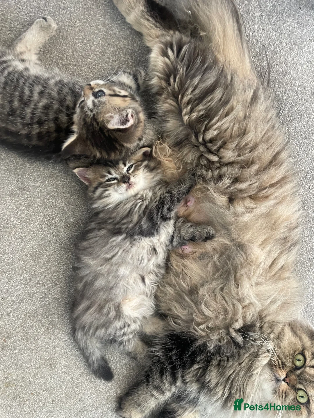 Mixed Breed cats for sale: Adorable Persian-X kittens for sale  - Advert 1