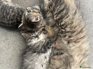 Mixed Breed cats Adorable Persian-X kittens for sale - Advert 6