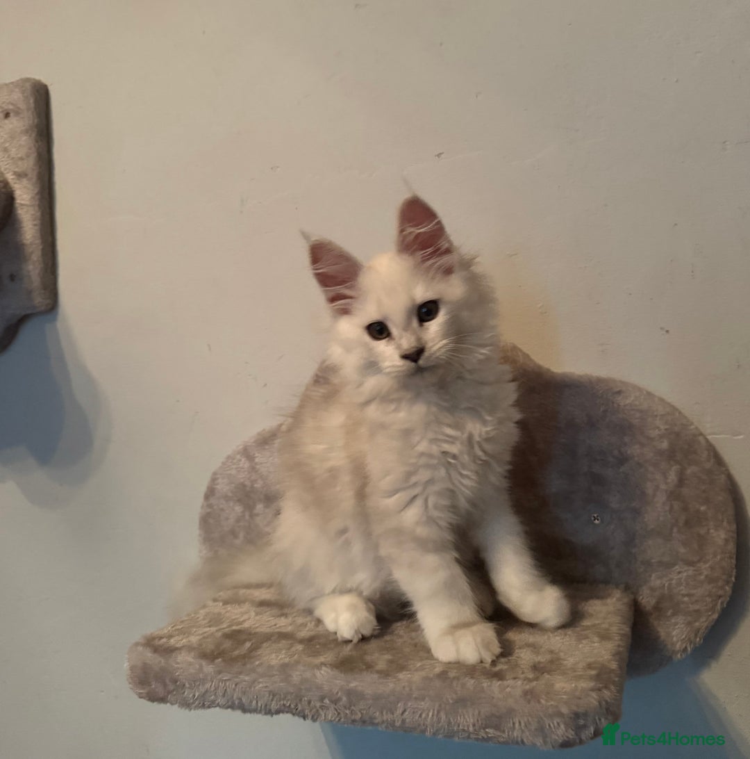 Maine Coon cats for sale: Outstanding TICA reg Shaded Maine Coon Kittens - Image 30