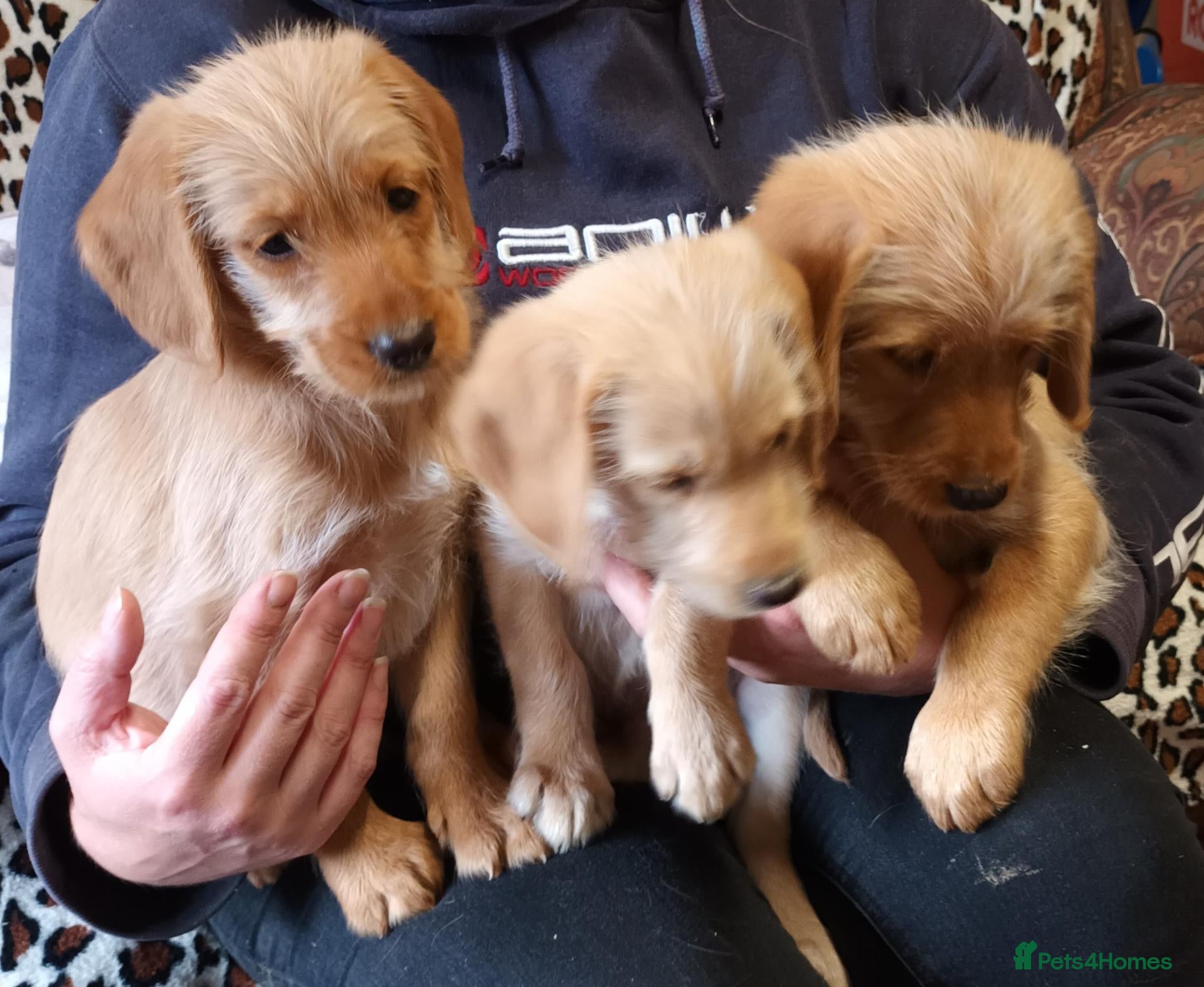 Labradoodle dogs GOLDEN MINIATURE LABRADOODLE  5* LICENCED BREEDER. - Advert 8
