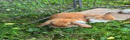 Mini Lop rabbits for sale: Gorgeous mini lops    in Bewdley - Advert 11