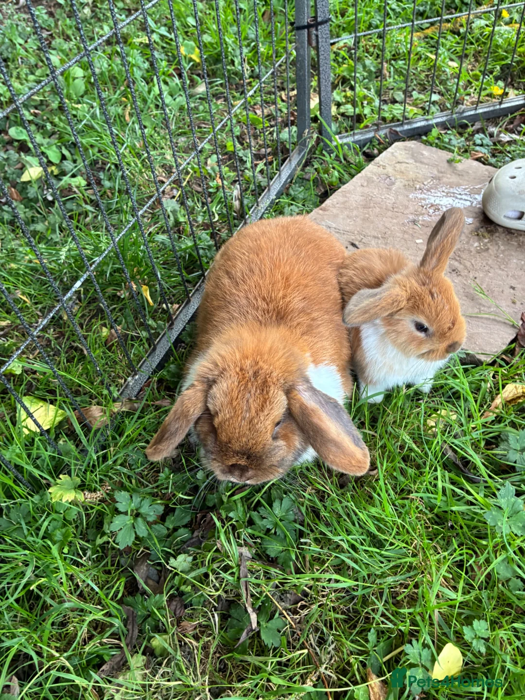 Mini Lop rabbits for sale: Gorgeous mini lops    in Bewdley - Advert 11