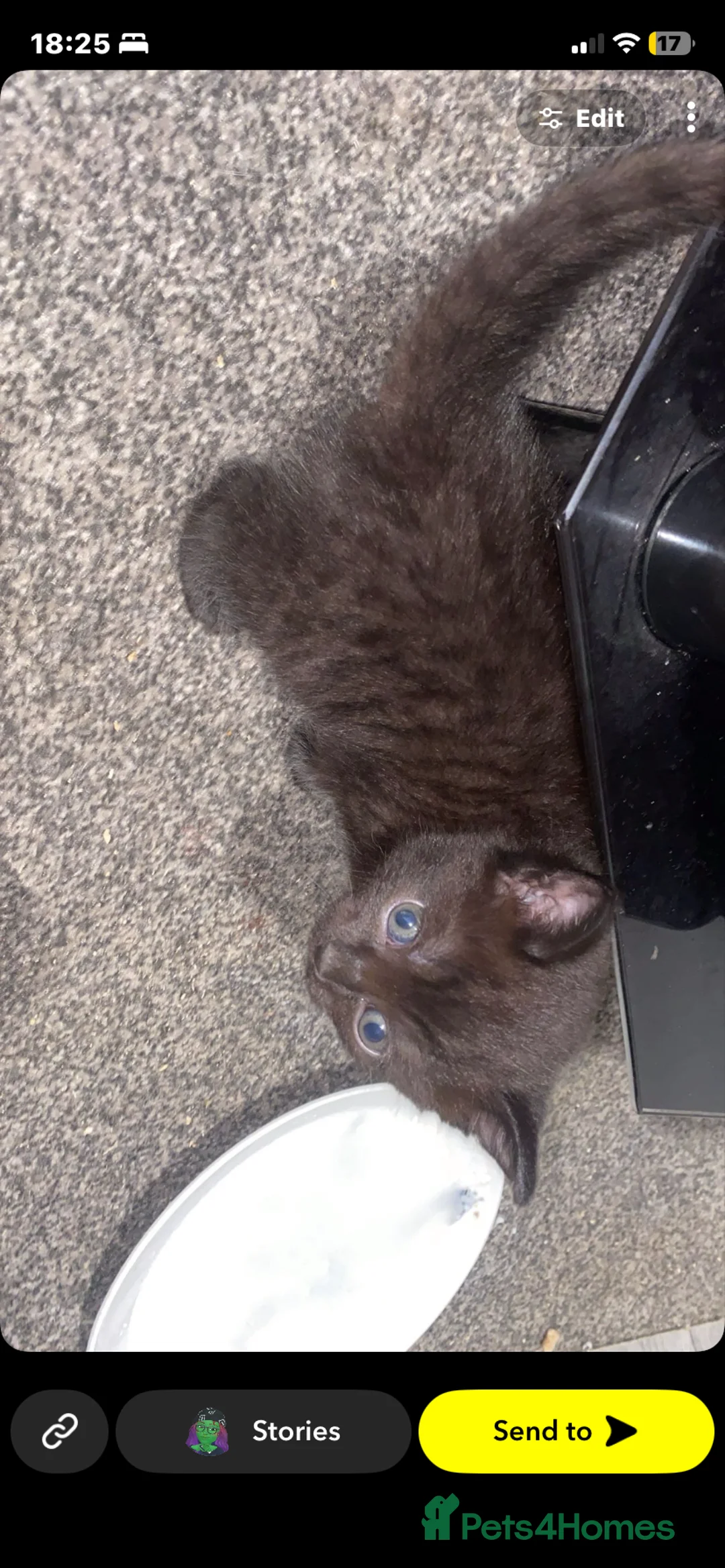Mixed Breed cats for sale: Maincoon and ragdol mixed kittens all  - Advert 2