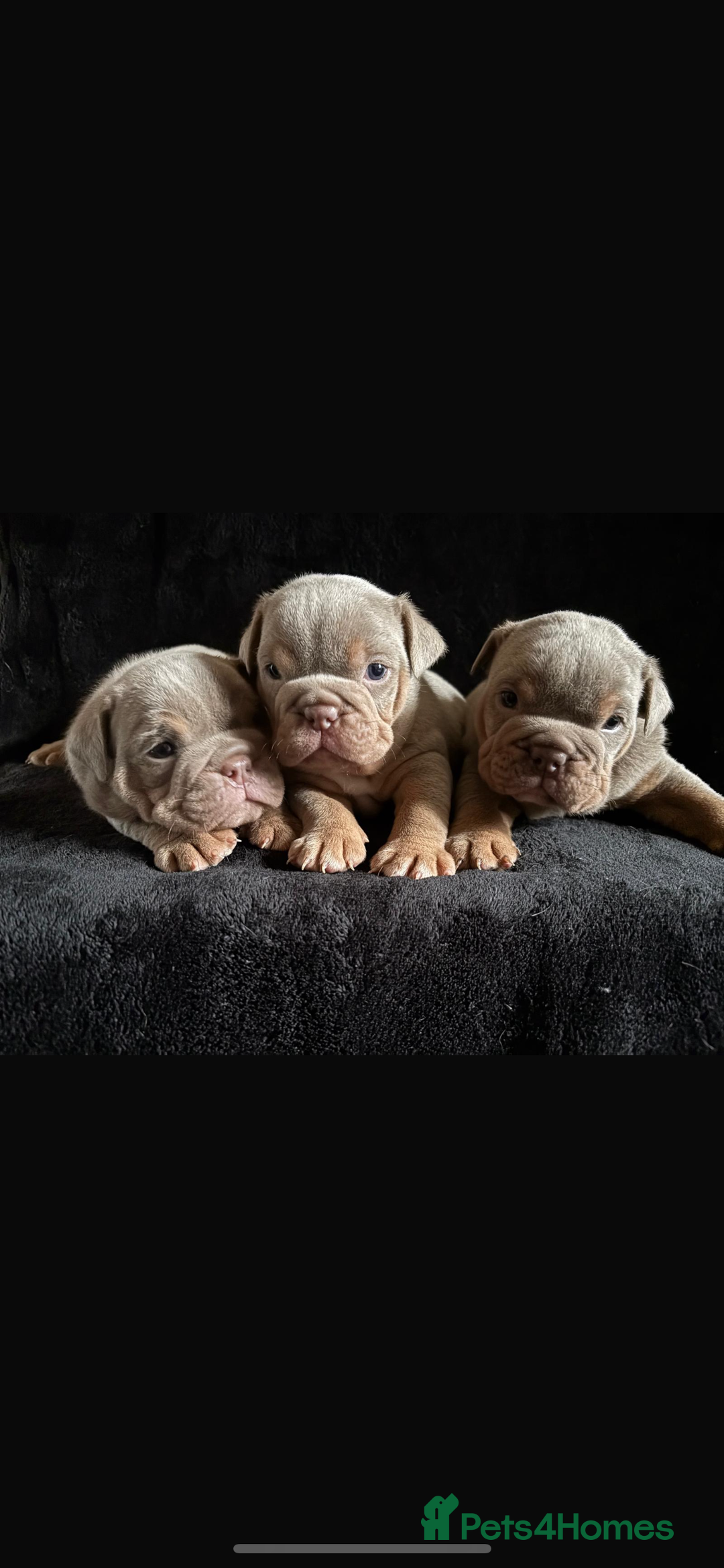 English Bulldog dogs for sale: 2 English bulldog 'lilac' puppies READY 8TH DEC 25 - Advert 37