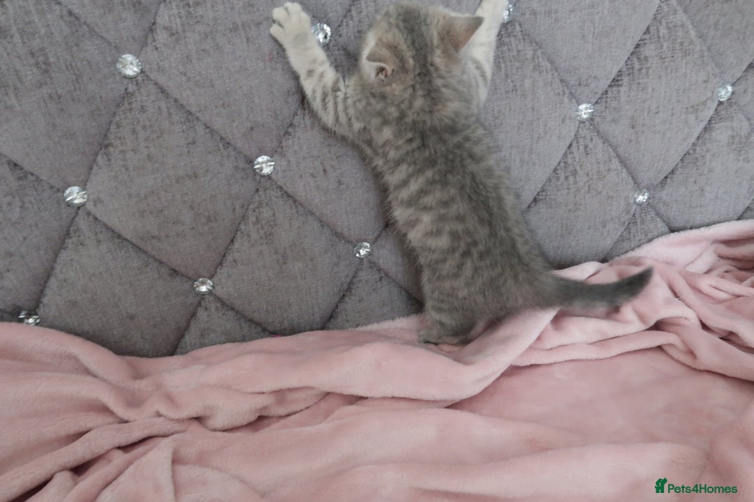 British Shorthair cats for sale: GCCF 💛 Sandy 💛 Pedigree British Shorthair Kitten - Advert 7