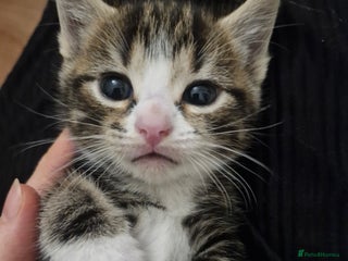 Mixed Breed cats - Advert 4