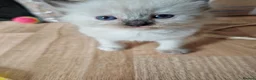 Ragdoll cats for sale: ​Beautiful Ragdoll Kittens  Boys & Girls Available - Advert 14
