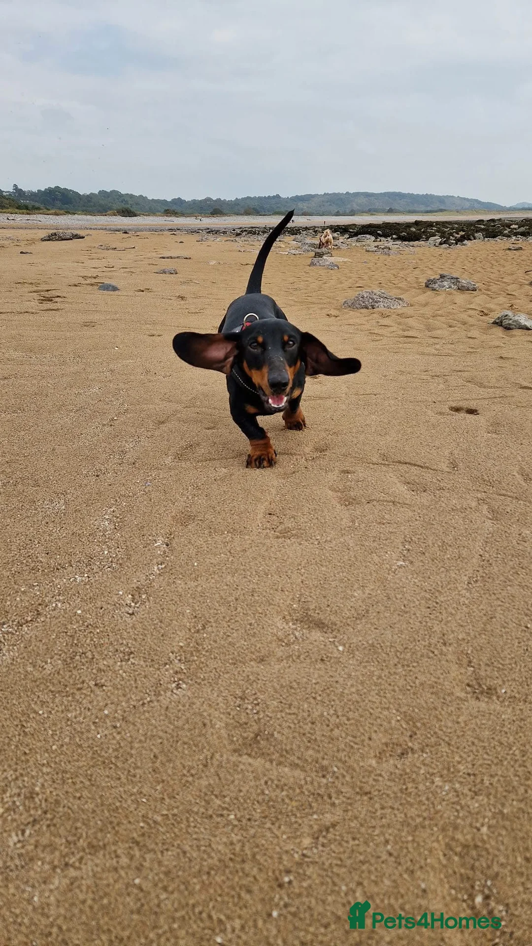 Miniature Dachshund dogs for stud: Miniature Dachshund stud in Pontypridd - Advert 6