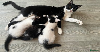 Mixed Breed cats - Advert 11