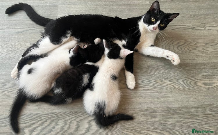 Mixed Breed cats - Advert 1