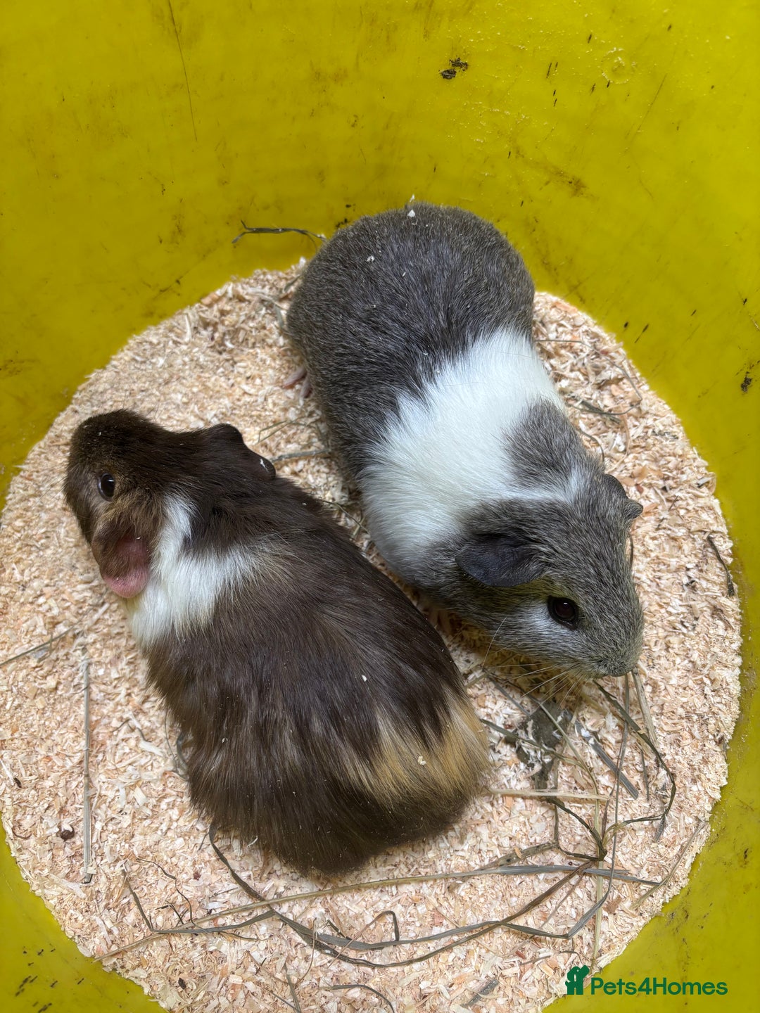 Guinea Pig rodents for sale: Beautiful baby male agouti guinea pigs  - Image 4